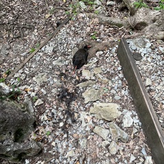 Gallirallus okinawae