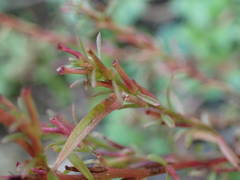 Lythrum tribracteatum