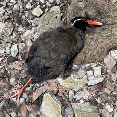 Gallirallus okinawae