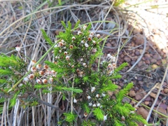 Erica rubiginosa
