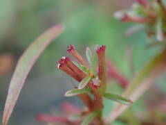 Lythrum tribracteatum