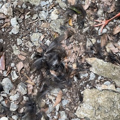 Gallirallus okinawae