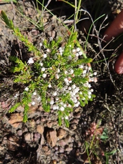 Erica rubiginosa