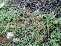 Lythrum tribracteatum