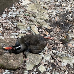 Gallirallus okinawae