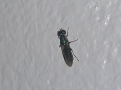 Cephalochrysa maxima