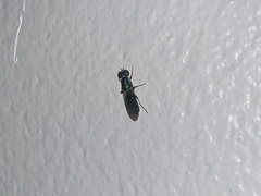 Cephalochrysa maxima