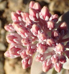 Crassula deltoidea