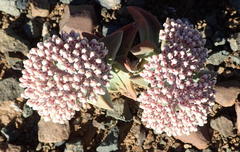 Crassula deltoidea