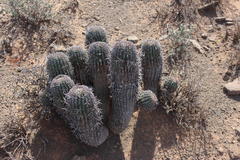 Anthacanthae