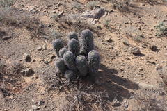 Anthacanthae