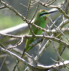 Merops persicus persicus