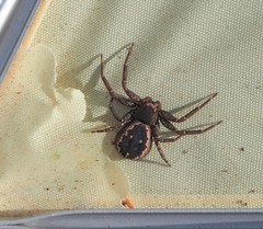 Tharpyna campestrata