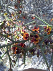 Daviesia schwarzenegger