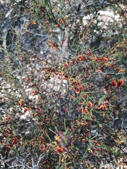 Daviesia schwarzenegger