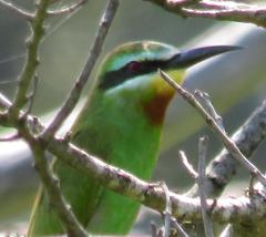 Merops persicus persicus