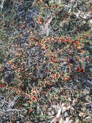 Daviesia schwarzenegger