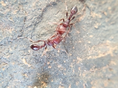 Tetramorium setuliferum