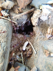 Tetramorium setuliferum