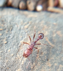 Tetramorium setuliferum