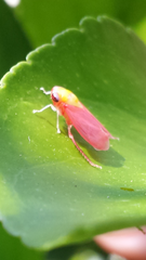 Microtartessus idyia