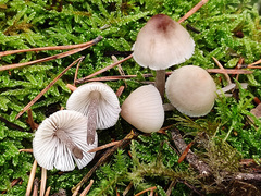 Mycena zephirus