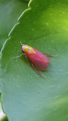 Microtartessus idyia