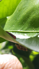 Microtartessus idyia