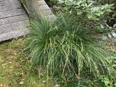 Carex