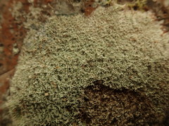 Pertusaria muricata