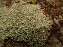 Pertusaria muricata