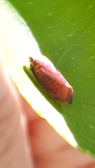 Microtartessus idyia