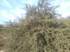 Gymnosporia senegalensis