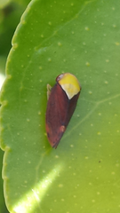 Microtartessus idyia