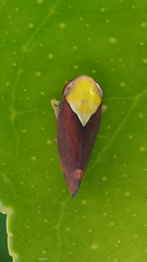 Microtartessus idyia