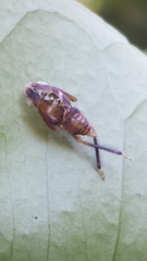 Microtartessus idyia