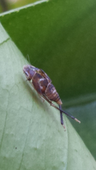 Microtartessus idyia