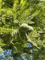 Taxodium distichum