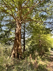 Taxodium distichum