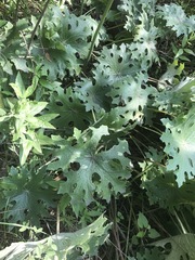 Psacalium peltatum