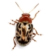 Zygogramma piceicollis - Photo (c) Mike Quinn, Austin, TX, some rights reserved (CC BY-NC), uploaded by Mike Quinn, Austin, TX
