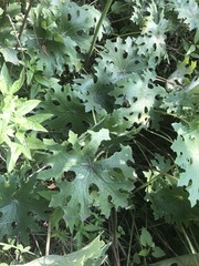 Psacalium peltatum