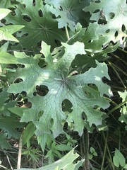Psacalium peltatum