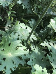 Psacalium peltatum