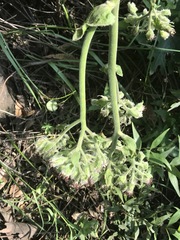 Psacalium peltatum