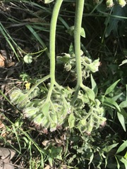 Psacalium peltatum