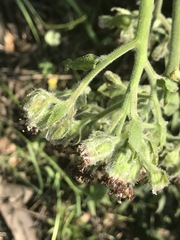 Psacalium peltatum