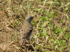 Passer diffusus stygiceps