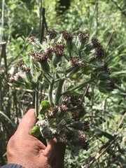 Psacalium peltatum