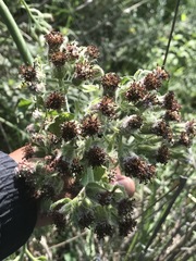 Psacalium peltatum